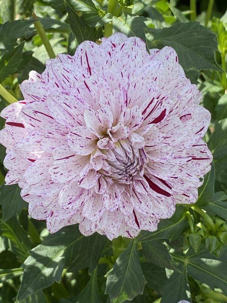 Hulin’s Carnival Dahlia