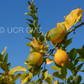 Genova EEA Tucuman Lemon Budwood citrus plant material online shopping