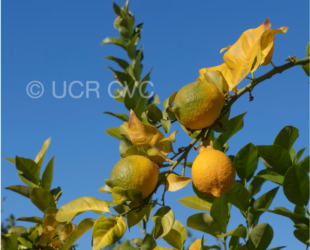 Genova EEA Tucuman Lemon Budwood citrus plant material online shopping