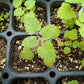 Catnip seeds online shopping