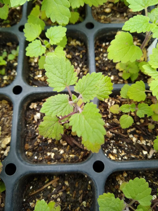 Catnip seeds online shopping