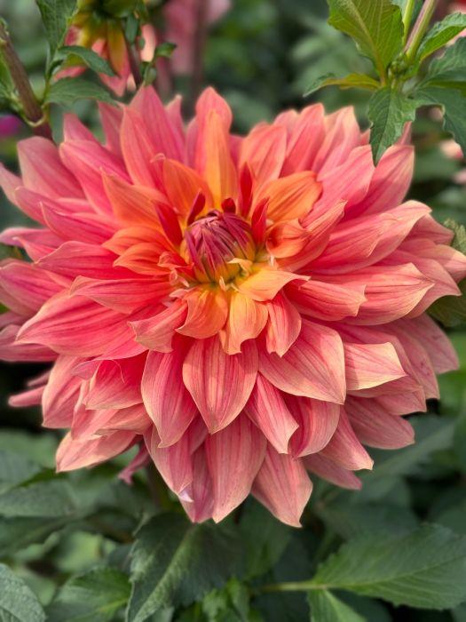 Outrageous Dahlia