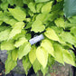 Royalty Hosta Plants online shopping