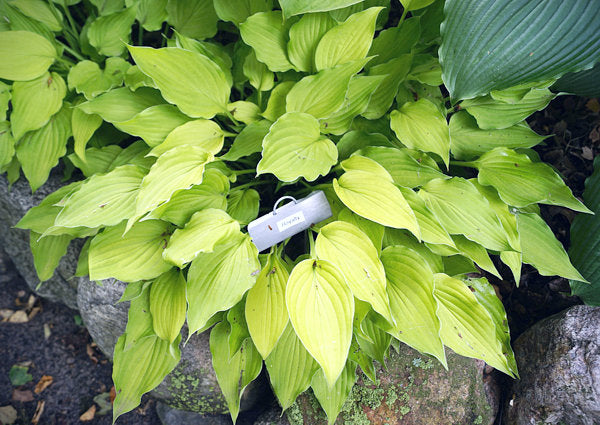 Royalty Hosta Plants online shopping