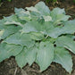 Lily Blue Eyes Hosta Plants online shopping