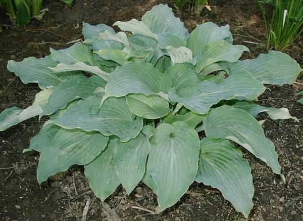 Lily Blue Eyes Hosta Plants online shopping