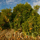 Fallglo Mandarin Budwood citrus plant material online shopping
