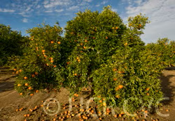 Fallglo Mandarin Budwood citrus plant material online shopping