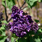 Agincourt Beauty Lilac
