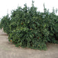Fukumoto Navel Orange Budwood citrus plant material online shopping