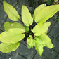 Chris’ Tropical Sundown Hosta Plants online shopping
