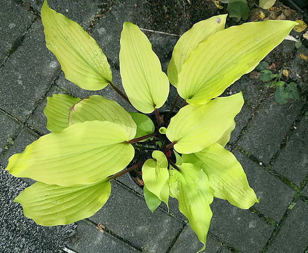 Chris’ Tropical Sundown Hosta Plants online shopping