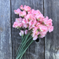 Emily Sweet Pea seeds online shopping