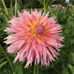Shaggy Chic Dahlia