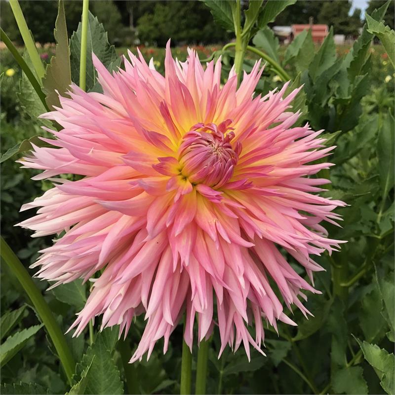 Shaggy Chic Dahlia