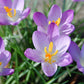 Whitewall Purple Snow Crocus Corms