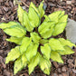 Pineapple Salsa Hosta Plants online shopping