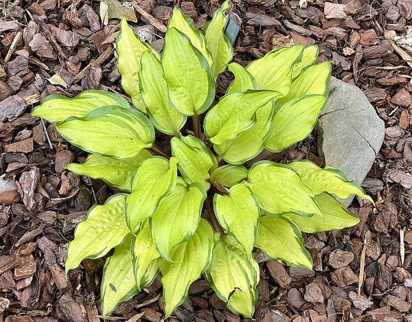 Pineapple Salsa Hosta Plants online shopping