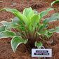 Lakeside Zesty Zeno Hosta Plants online shopping