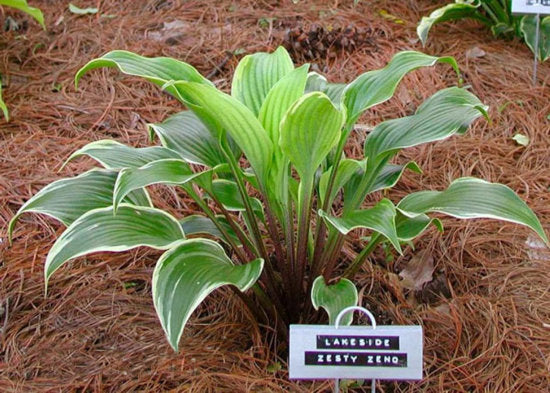 Lakeside Zesty Zeno Hosta Plants online shopping