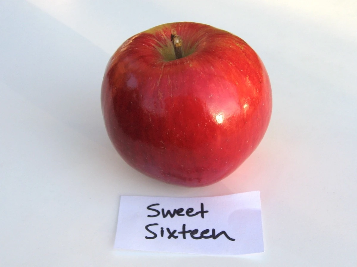 Sweet Sixteen Apple Tree