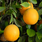Rhode Red Valencia Orange Budwood citrus plant material online shopping