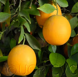 Rhode Red Valencia Orange Budwood citrus plant material online shopping