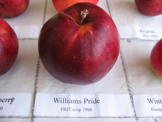 William’s Pride Apple