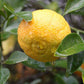 C-32 Citrange Seed citrus plant material online shopping