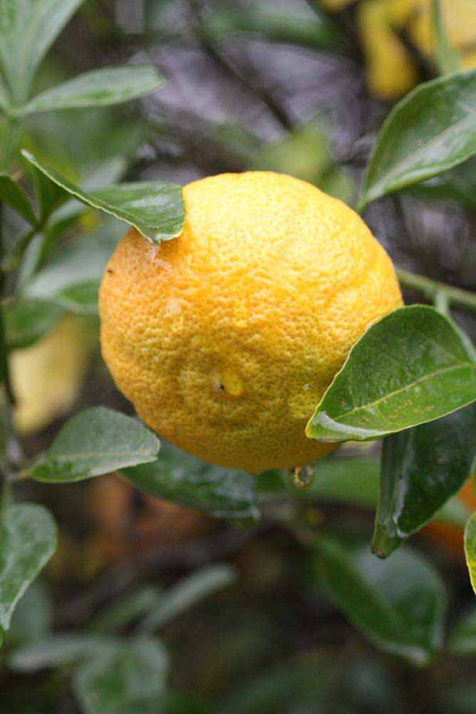 C-32 Citrange Seed citrus plant material online shopping