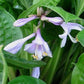 Quilting Bee Hosta Plants online shopping