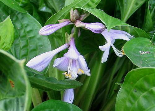 Quilting Bee Hosta Plants online shopping