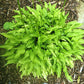 O’Harra Hosta Plants online shopping