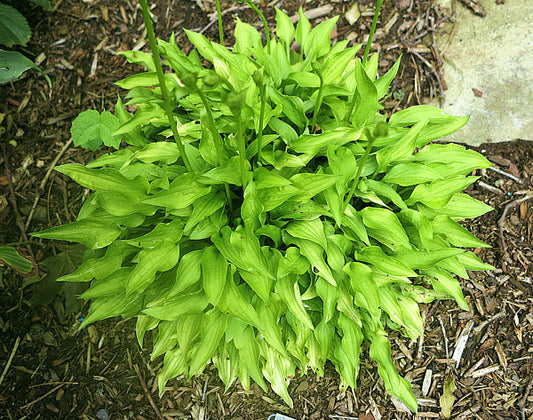 O’Harra Hosta Plants online shopping