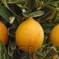 Centenniel Variegated Budwood citrus plant material online shopping