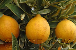 Centenniel Variegated Budwood citrus plant material online shopping