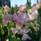 Gilly Norah Sweet Pea seeds online shopping
