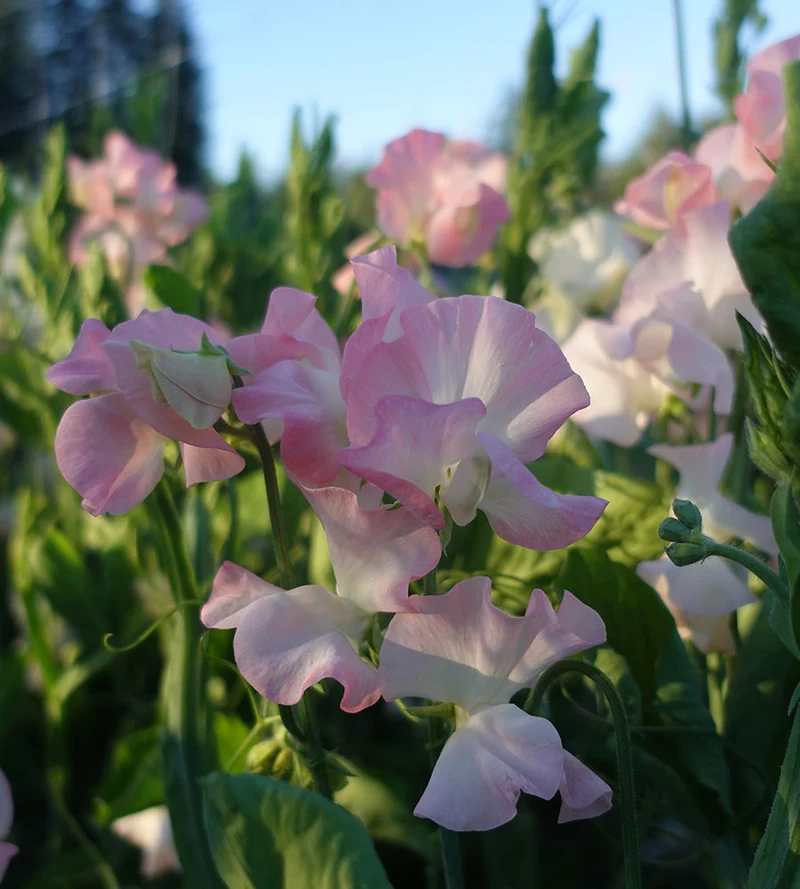 Gilly Norah Sweet Pea seeds online shopping