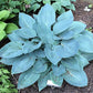 Tarheel Blue Hosta Plants online shopping
