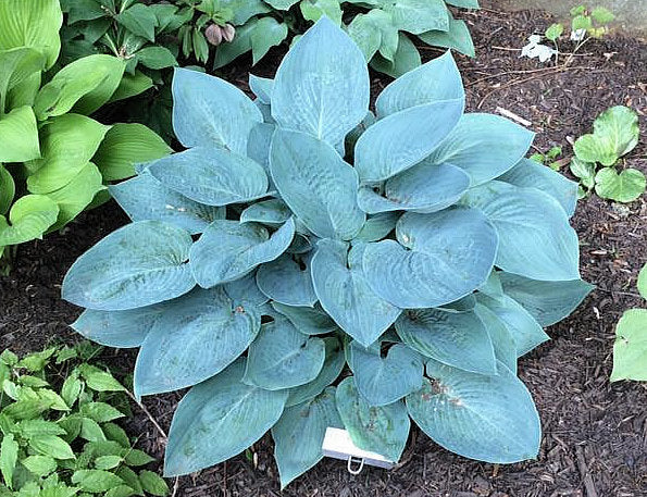 Tarheel Blue Hosta Plants online shopping