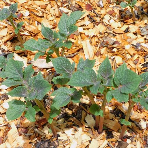 Adirondack Red Seed Potato online shopping