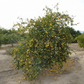 Eustis Limequat Plant citrus plant material online shopping