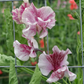 Chocolate Flake Sweet Pea seeds online shopping