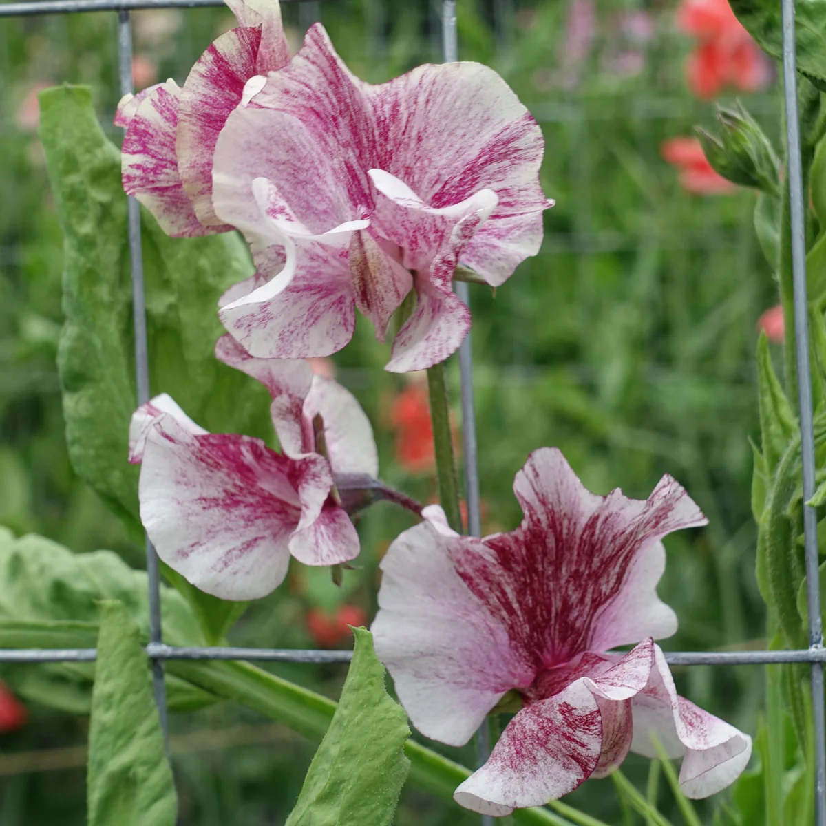 Chocolate Flake Sweet Pea seeds online shopping