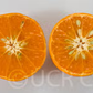 Hickson Mandarin Budwood citrus plant material online shopping