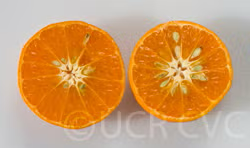 Hickson Mandarin Budwood citrus plant material online shopping