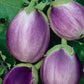 Rosa Bianca Aubergine