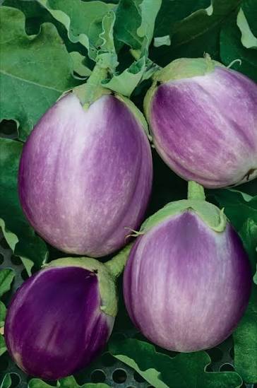 Rosa Bianca Aubergine