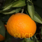 SRA 337 US Furr Mandarin Budwood citrus plant material online shopping