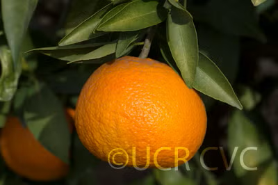 SRA 337 US Furr Mandarin Budwood citrus plant material online shopping